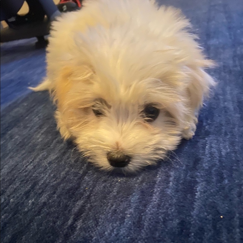 Meet your Posher, Pumpkin